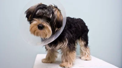 Does pet insurance cover spaying and neutering?聽