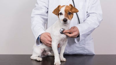 How to make a pet insurance claim