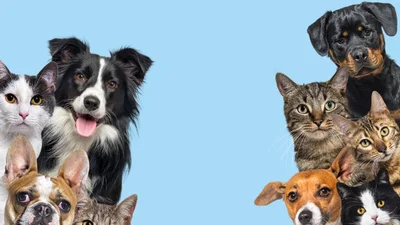 Outlook for pet insurance in 2024